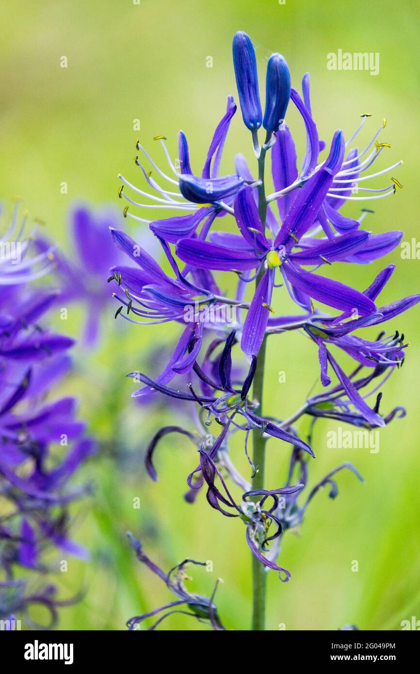 Camassia leichtlinii Blue Flower Grande Camas Selvaggio giacinto primo piano fiore comune Camassia quamash Foto Stock