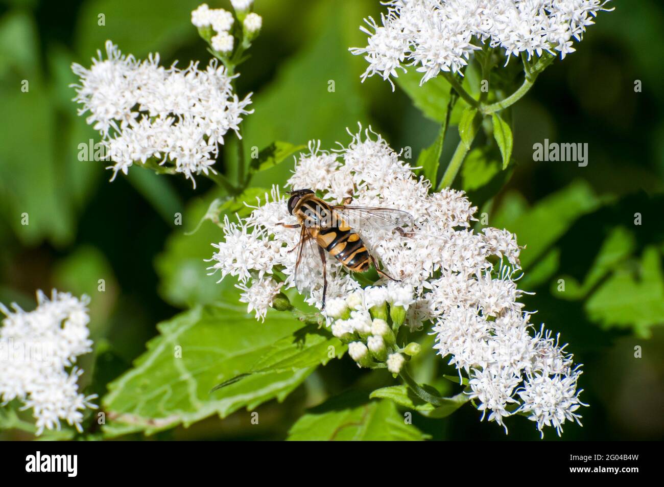 Vadnais Heights, Minnesota. John H. Allison foresta. Flower fly, Helophilus fasciatus che si nutrono di White Snakeroot flower. Foto Stock