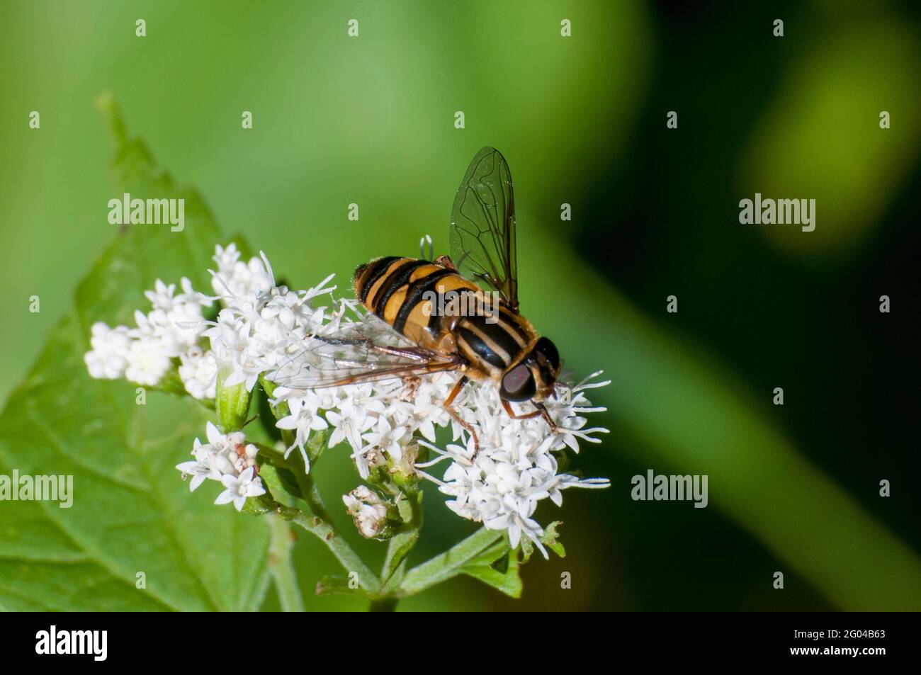 Vadnais Heights, Minnesota. John H. Allison foresta. Flower fly, Helophilus fasciatus che si nutrono di White Snakeroot flower. Foto Stock