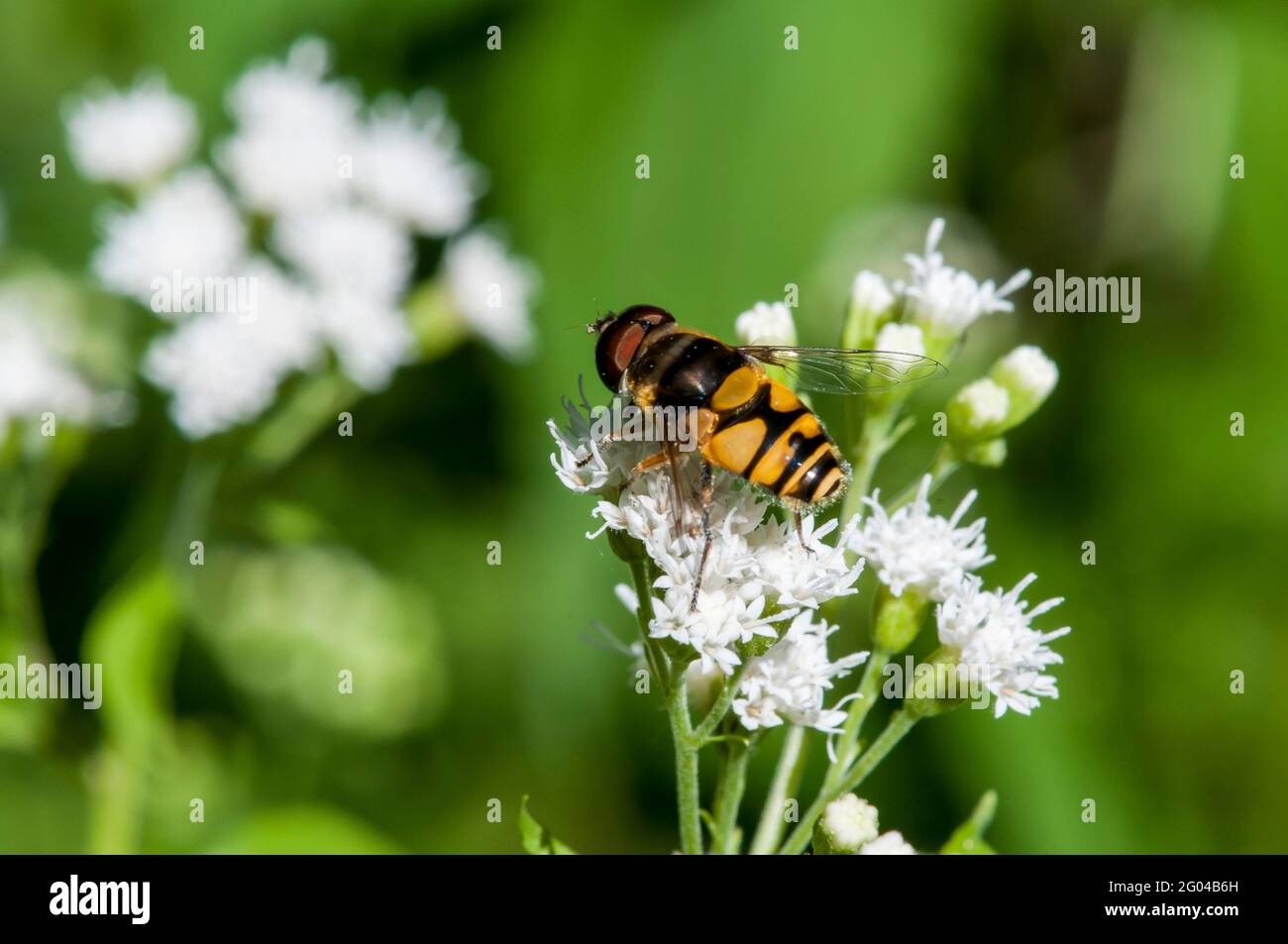 Vadnais Heights, Minnesota. John H. Allison foresta. Vista dall'alto di un fiore trasversale Fly, Eristalis transversa che si nuocia di un fiore bianco Snakeroot. Foto Stock