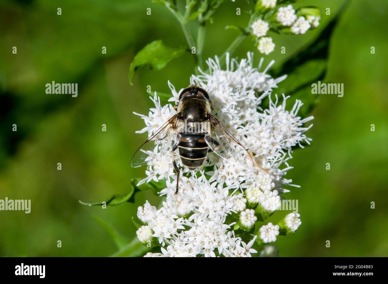 Vadnais Heights, Minnesota. John H. Allison foresta. Vista dall'alto di un drone Fly a spalla nera, Eristalis dimidiata che si nuocia di un fiore bianco a piedi nudi. Foto Stock
