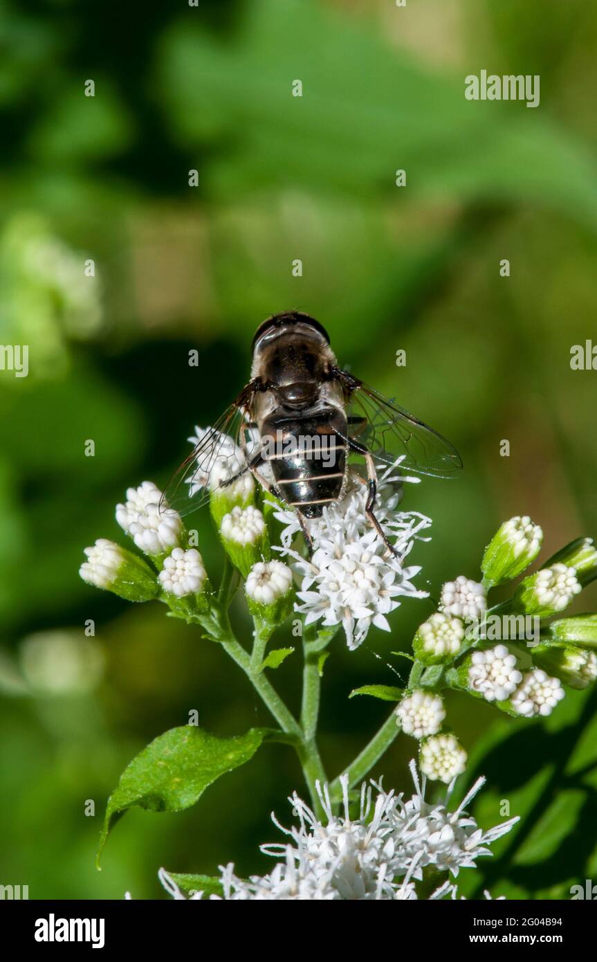 Vadnais Heights, Minnesota. John H. Allison foresta. Vista dall'alto di un drone Fly a spalla nera, Eristalis dimidiata che si nuocia di un fiore bianco a piedi nudi. Foto Stock