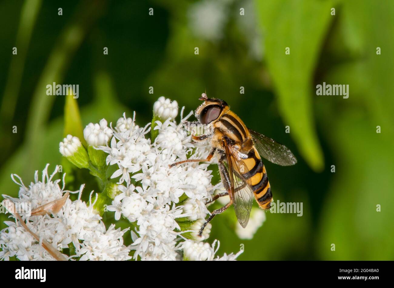 Vadnais Heights, Minnesota. John H. Allison foresta. Flower fly, Helophilus fasciatus che si nutrono di White Snakeroot flower. Foto Stock
