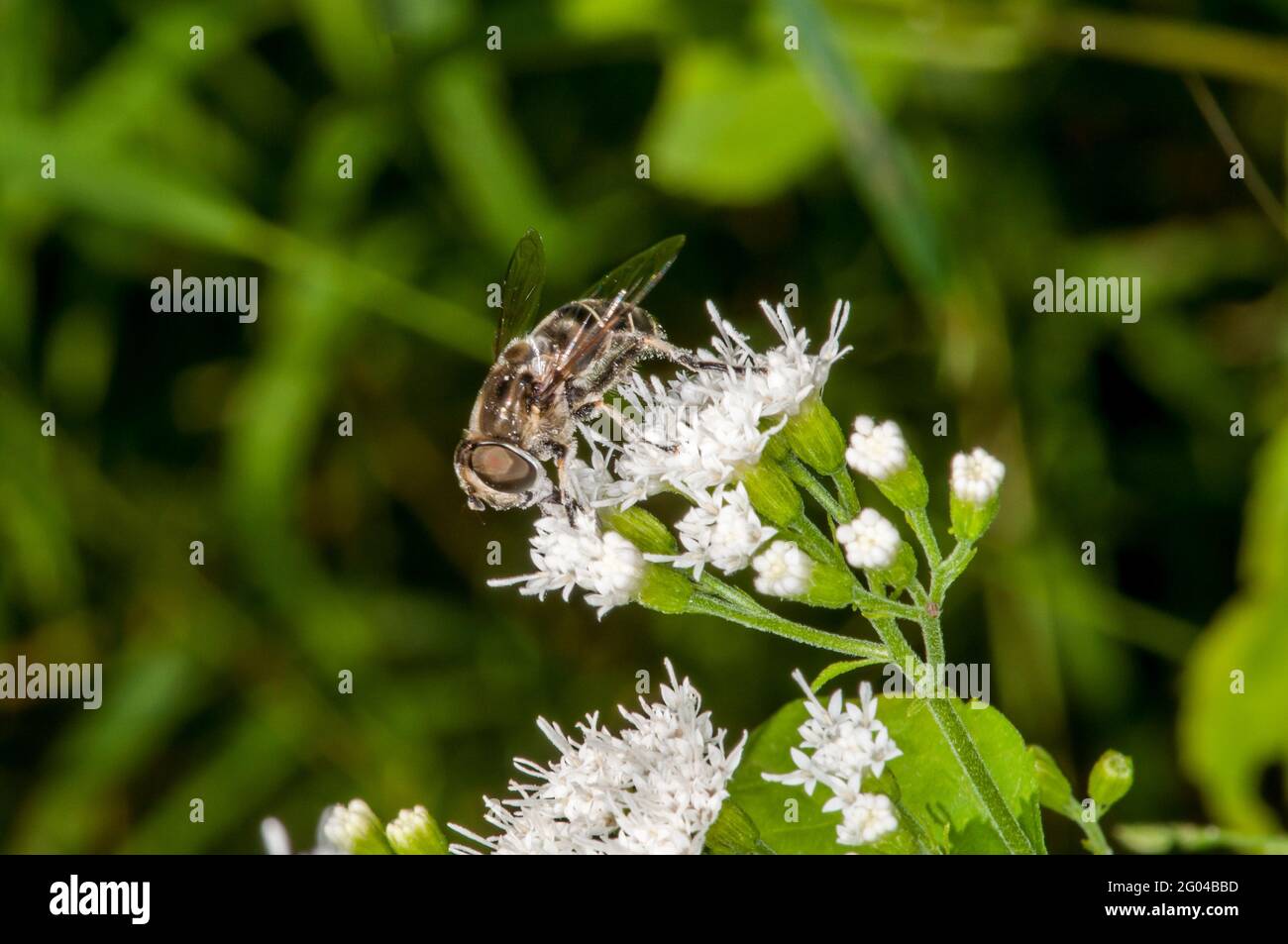 Vadnais Heights, Minnesota. John H. Allison foresta. Vista laterale di un drone Fly a spalla nera, Eristalis dimidiata che si nuocia su White Snakeroot flower. Foto Stock