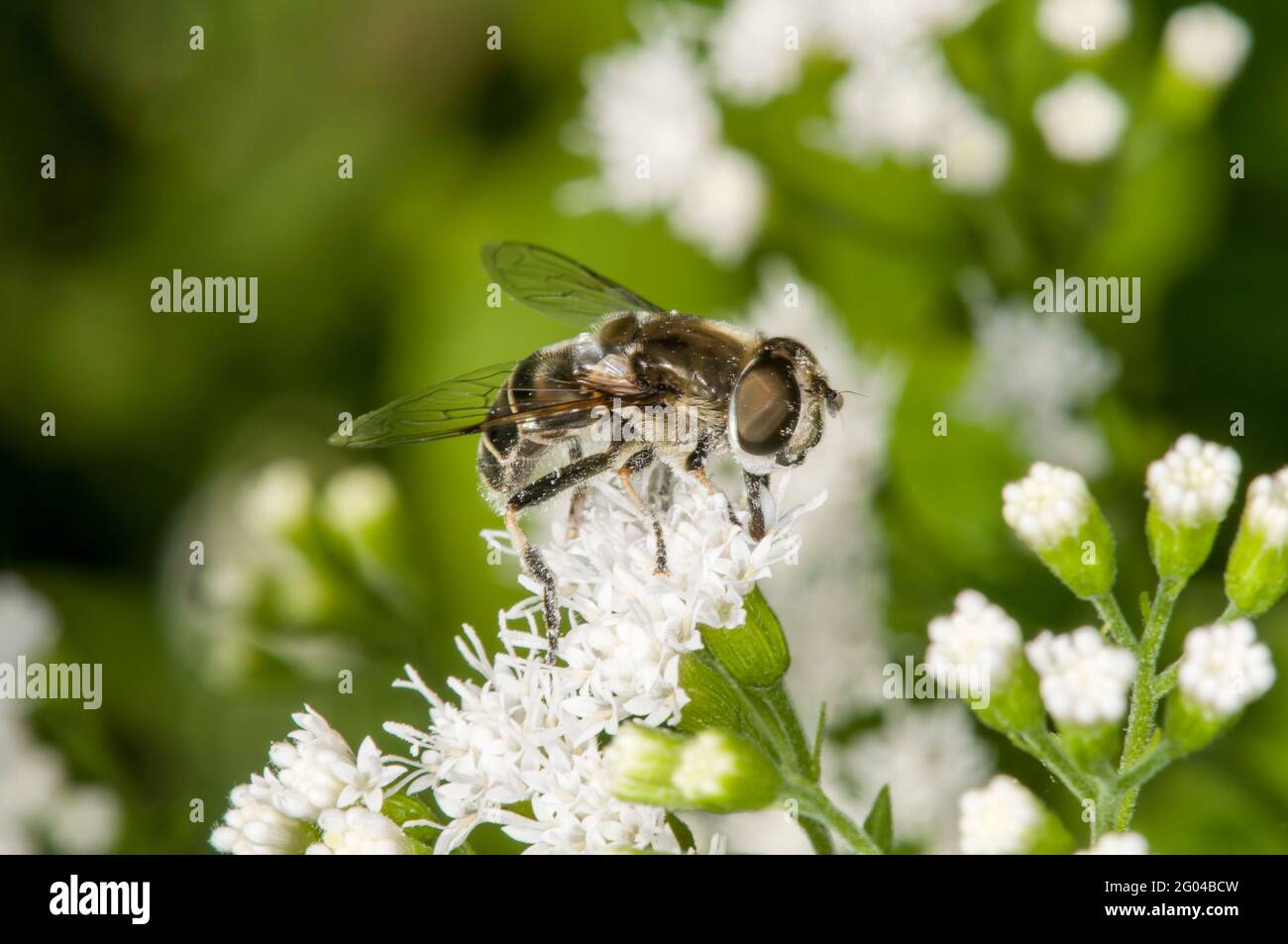 Vadnais Heights, Minnesota. John H. Allison foresta. Vista laterale di un drone Fly con spalla nera, Eristalis dimidiata coperta di polline durante l'alimentazione Foto Stock