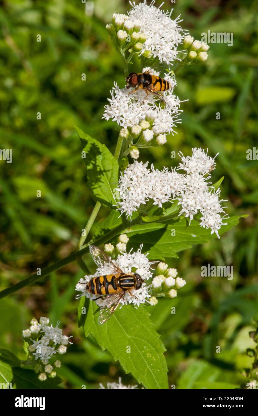 Vadnais Heights, Minnesota. John H. Allison foresta. Un paio di mosche flower si nutrono di White Snakeroot flower. Foto Stock
