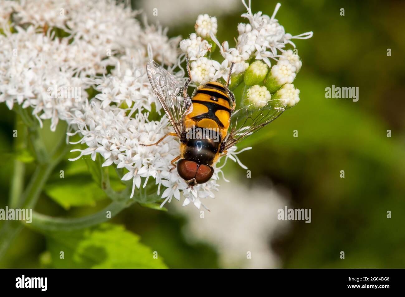 Vadnais Heights, Minnesota. John H. Allison foresta. Vista dall'alto di un fiore trasversale Fly, Eristalis transversa che si nuocia di un fiore bianco Snakeroot. Foto Stock