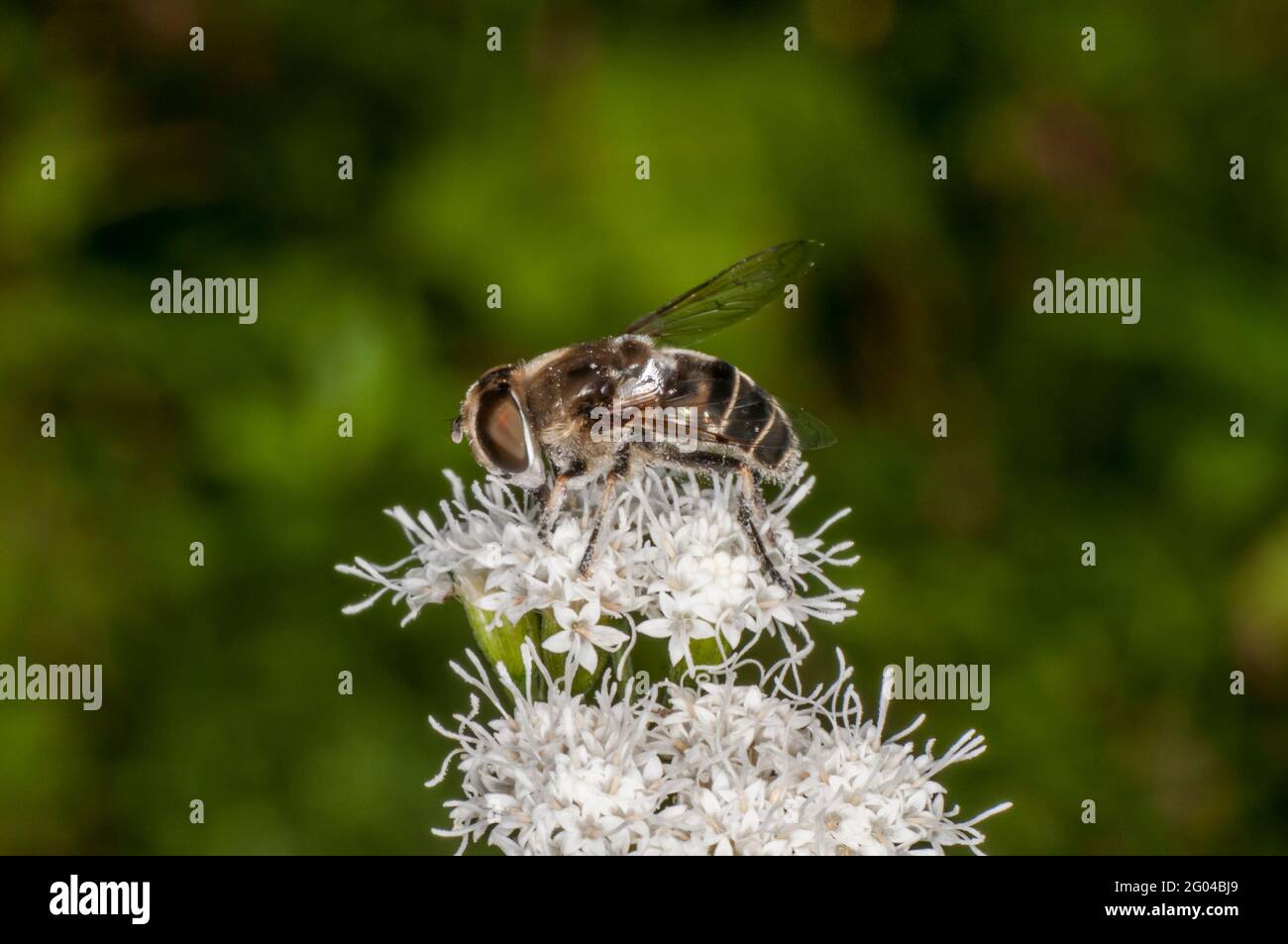 Vadnais Heights, Minnesota. John H. Allison foresta. Drone Fly a spalla nera, Eristalis dimidiata che si nuocia su White Snakeroot flower. Foto Stock