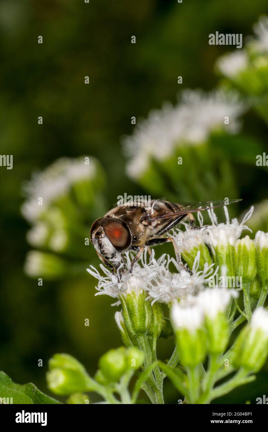Vadnais Heights, Minnesota. John H. Allison foresta. Drone Fly a spalla nera, Eristalis dimidiata che si nuocia su White Snakeroot flower. Foto Stock