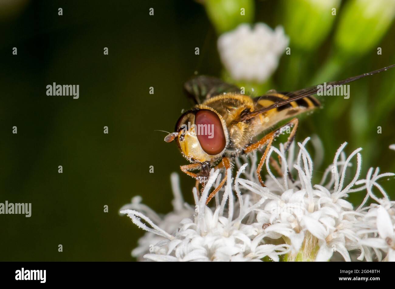 Vadnais Heights, Minnesota. John H. Allison foresta. Primo piano vista frontale di un fiore mosca che si nuvola su White Snakeroot fiore. Foto Stock