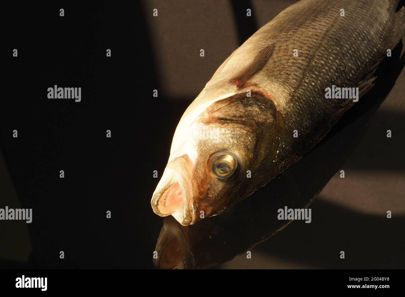 Pesce persico di mare fresco da vicino, isolato, primo piano. Foto Stock