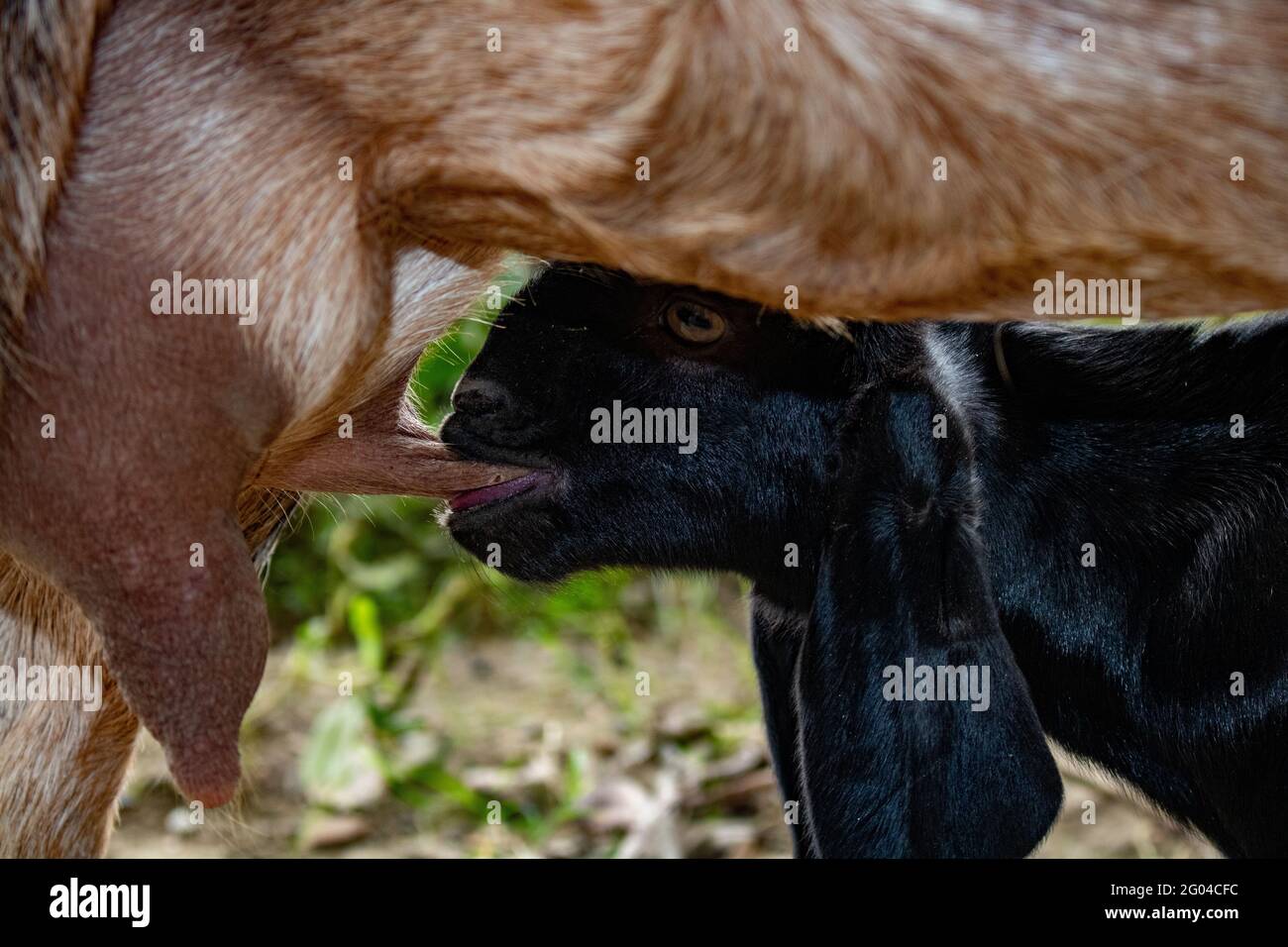 Immagine ravvicinata dell'allattamento al latte di una capra. Una bella vista di una capra bambino che beve il latte della sua madre. Foto Stock