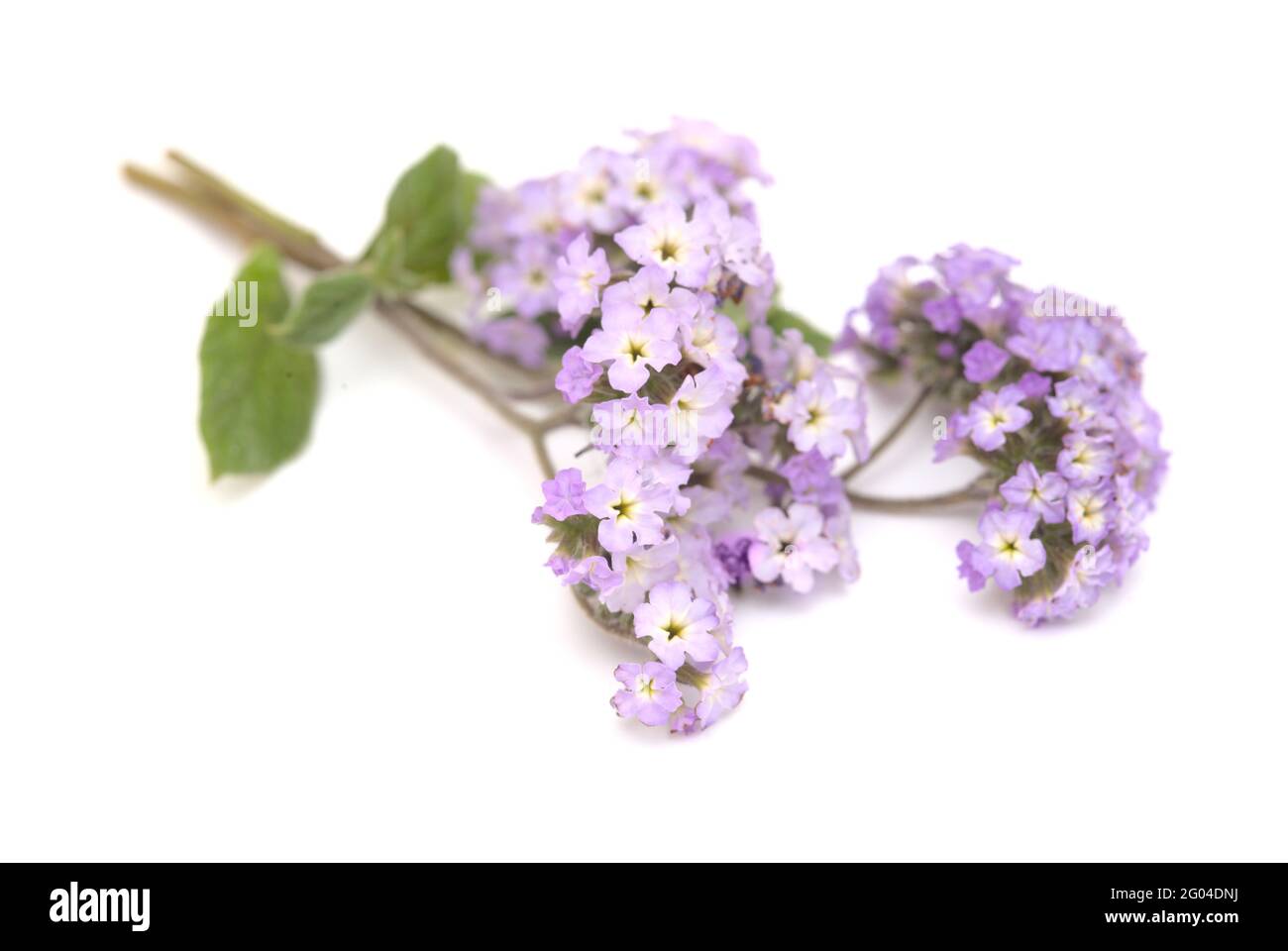 Eliotropo lilla leggero con un grappolo di fiori isolati su sfondo bianco Foto Stock