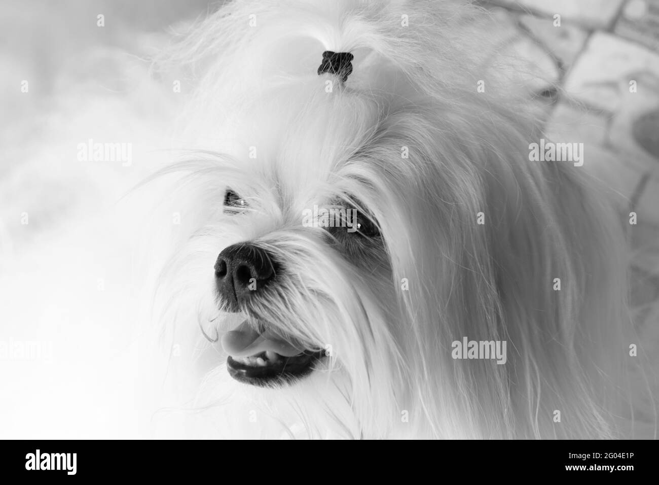 Bianco e nero Ritratto di un adorabile e felice maltese bianco cane closeup seduto Foto Stock