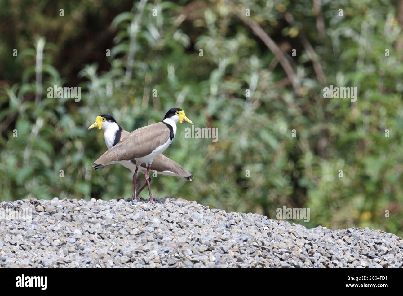 Maskenkiebitz / Masked lapwing / Vanellus miglia Foto Stock