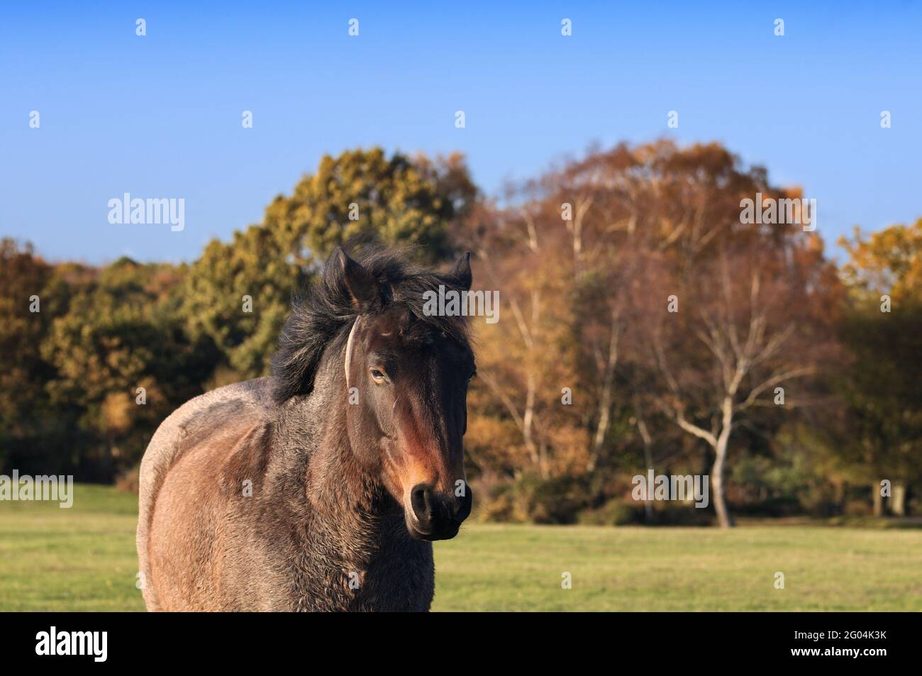 Pony su prateria aperta in autunno, Brockenhurst, New Forest National Park, Hampshire, Inghilterra, Regno Unito Foto Stock