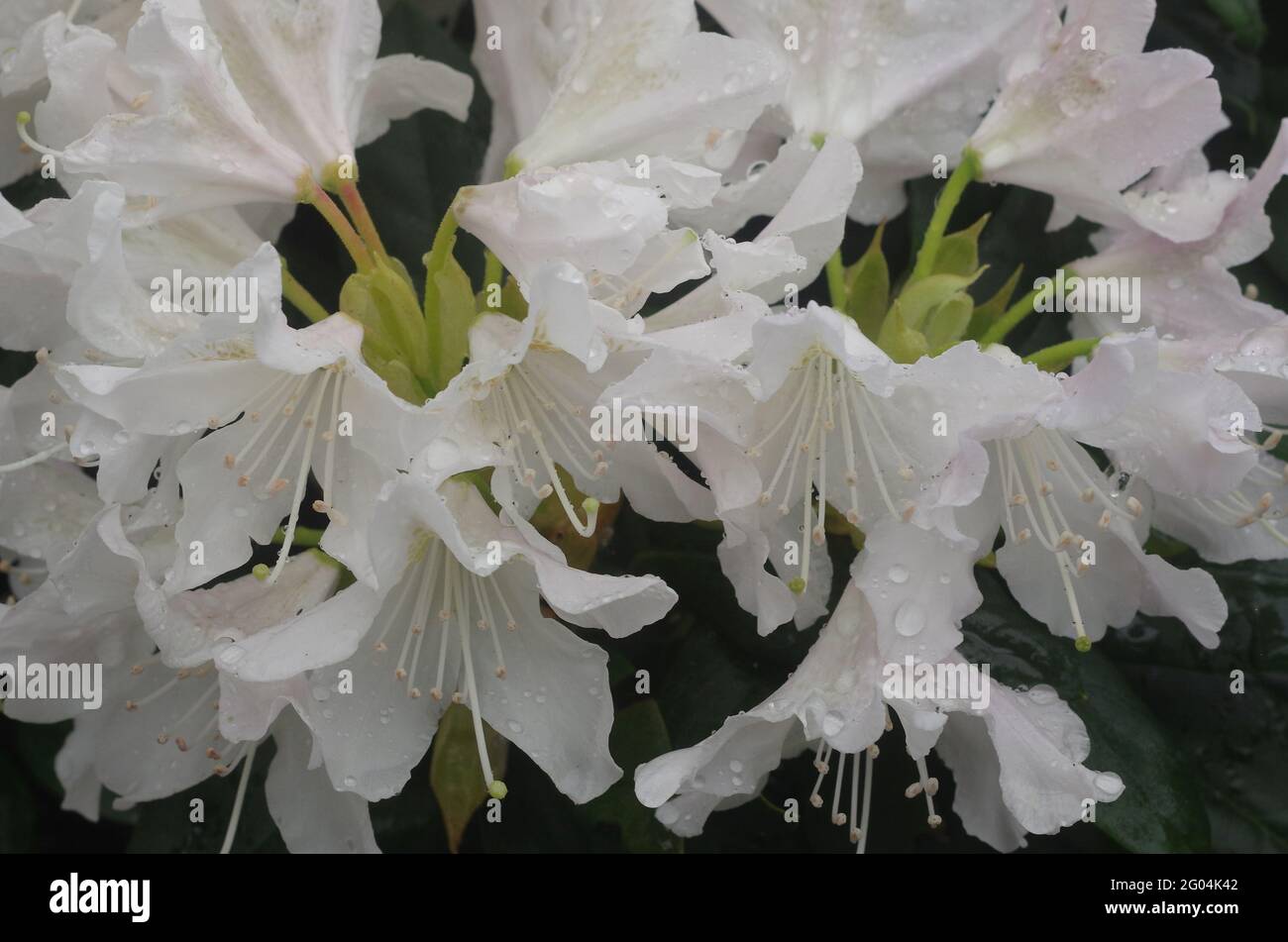 Fiori bianchi di rododendro dopo la pioggia Foto Stock