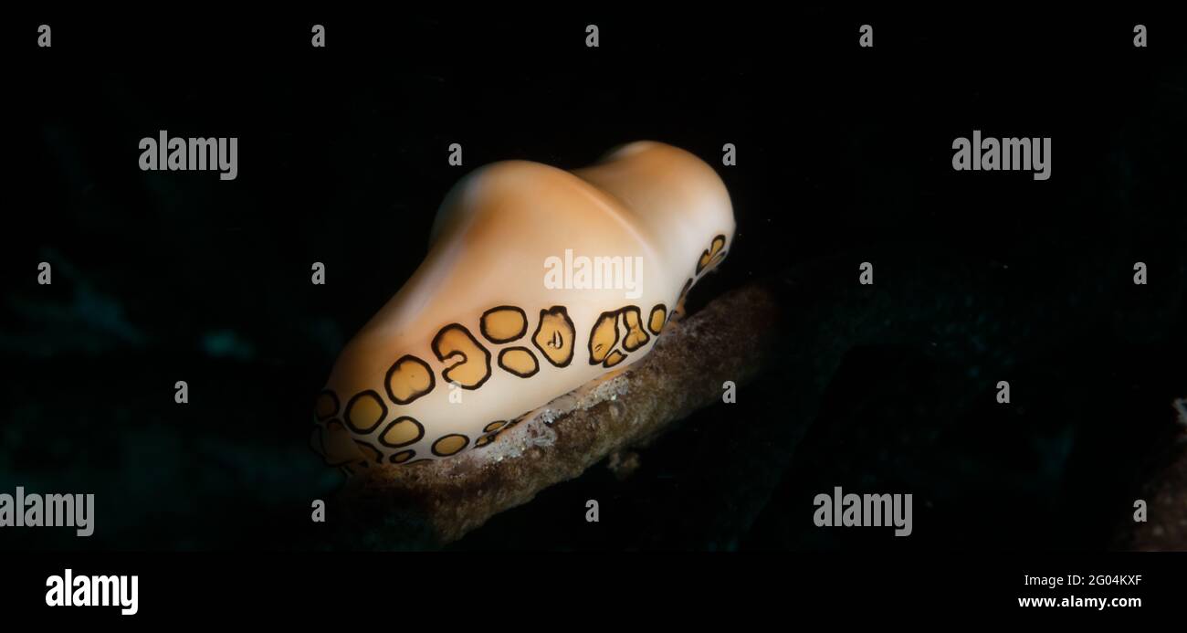 Lumaca della lingua del Flamingo (Cyphoma gibbosum) Sulla barriera corallina al largo dell'isola caraibica olandese di Sint Maarten Foto Stock