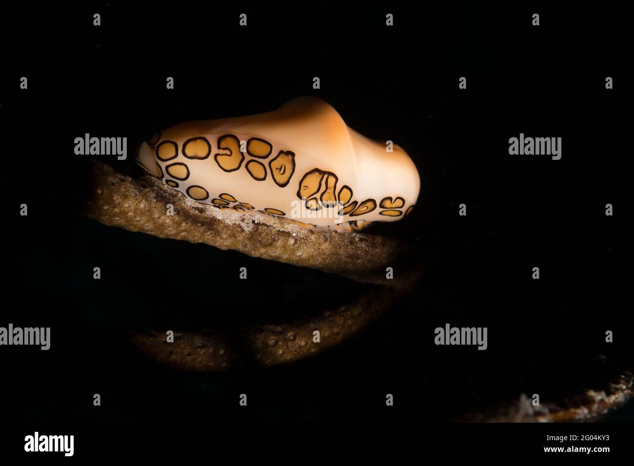 Lumaca della lingua del Flamingo (Cyphoma gibbosum) Sulla barriera corallina al largo dell'isola caraibica olandese di Sint Maarten Foto Stock