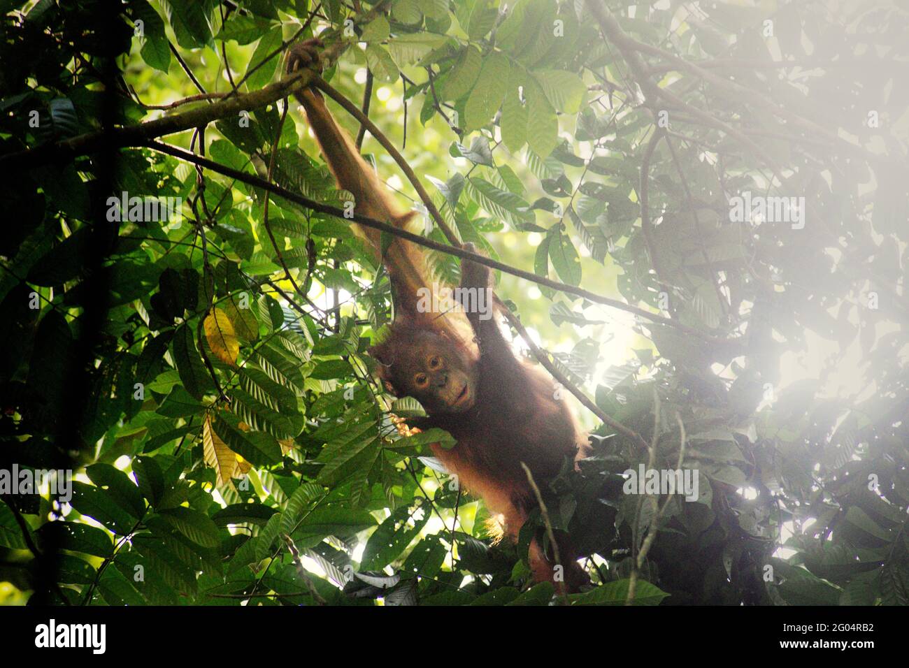 Bambino orangutano selvaggio. Orangutan borneano nordorientale (Pongo pygmaeus morio) al Parco Nazionale di Kutai, Kalimantan orientale, Indonesia. Il Parco Nazionale di Kutai è considerato uno degli ultimi habitat naturali dove si possono osservare orangotani selvatici. Foto Stock