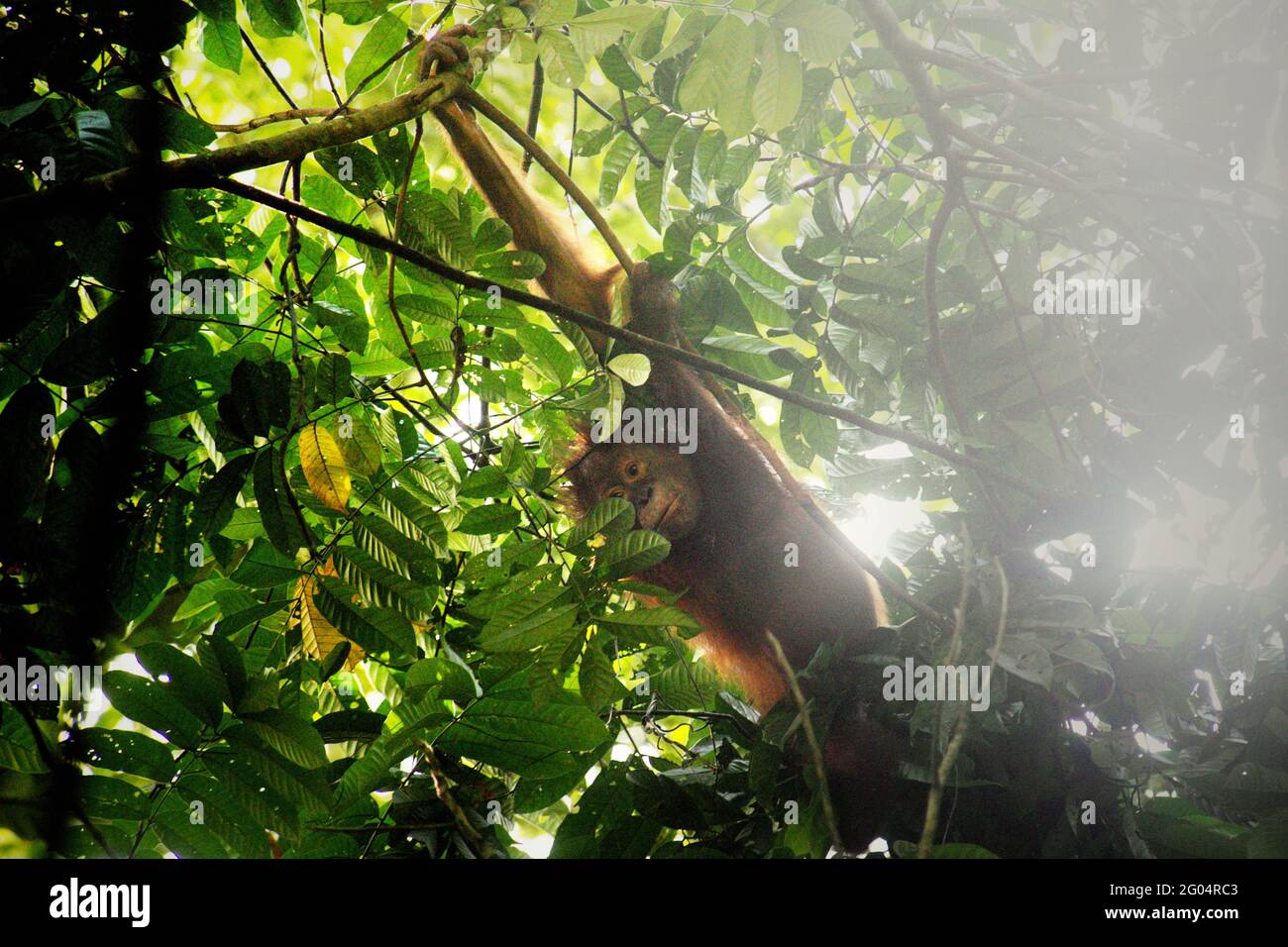 Bambino orangutano selvaggio. Orangutan borneano nordorientale (Pongo pygmaeus morio) al Parco Nazionale di Kutai, Kalimantan orientale, Indonesia. Il Parco Nazionale di Kutai è considerato uno degli ultimi habitat naturali dove si possono osservare orangotani selvatici. Foto Stock