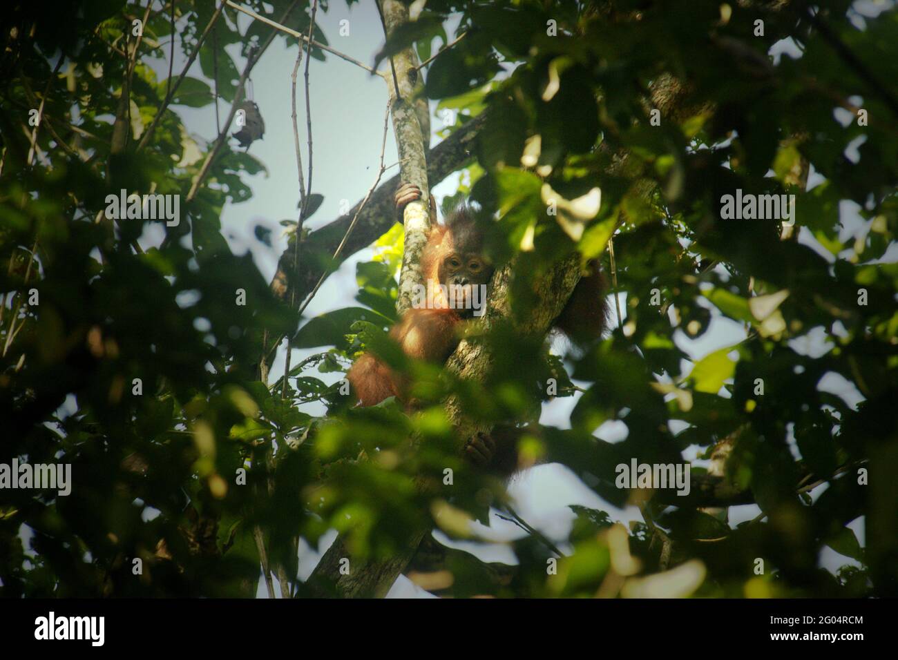 Bambino orangutano selvaggio. Orangutan borneano nordorientale (Pongo pygmaeus morio) al Parco Nazionale di Kutai, Kalimantan orientale, Indonesia. Il Parco Nazionale di Kutai è considerato uno degli ultimi habitat naturali dove si possono osservare orangotani selvatici. Foto Stock