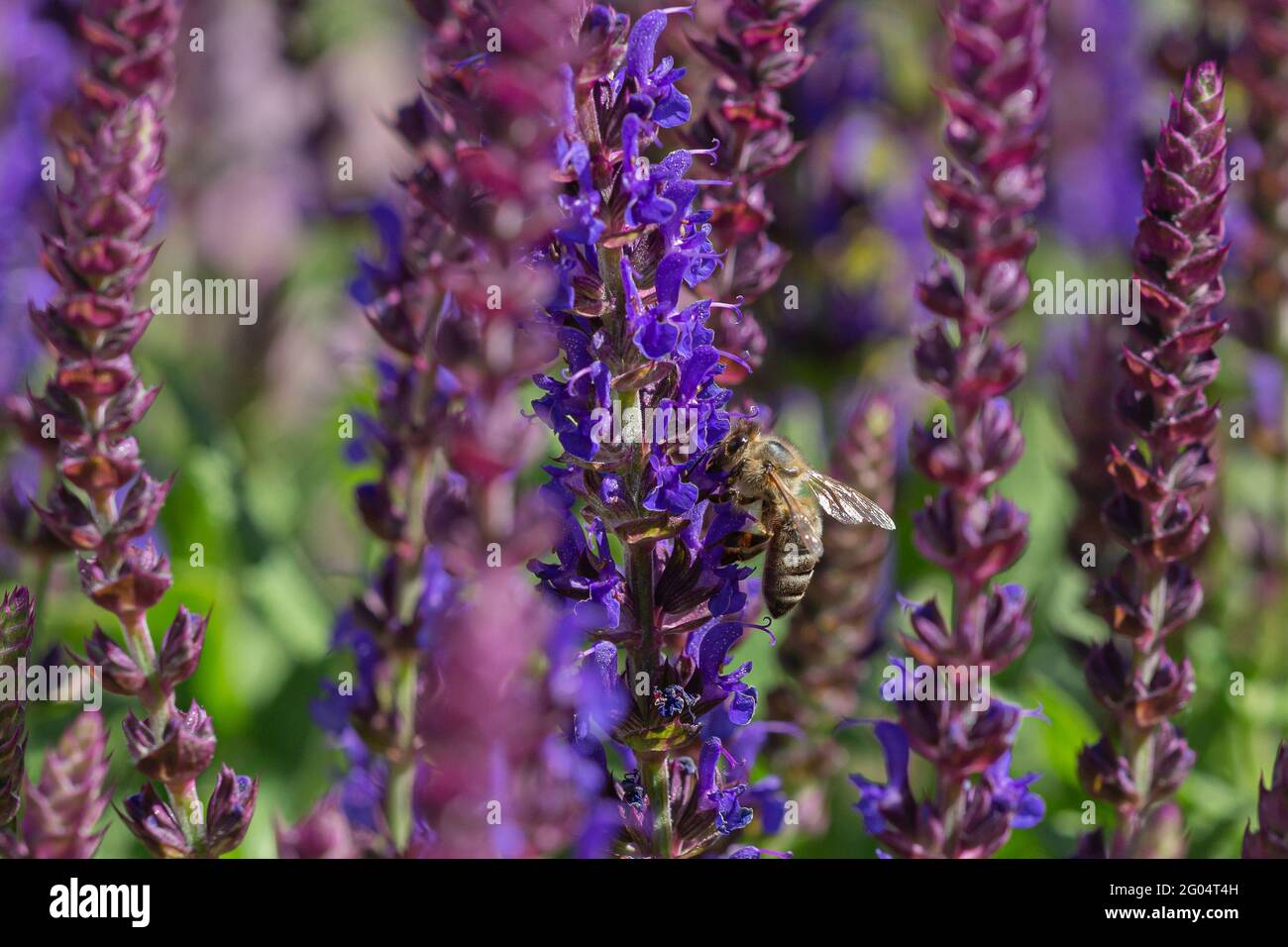 Primo piano di un'ape di miele che raccoglie polline dai fiori di salvia blu e viola su sfondo sfocato Foto Stock