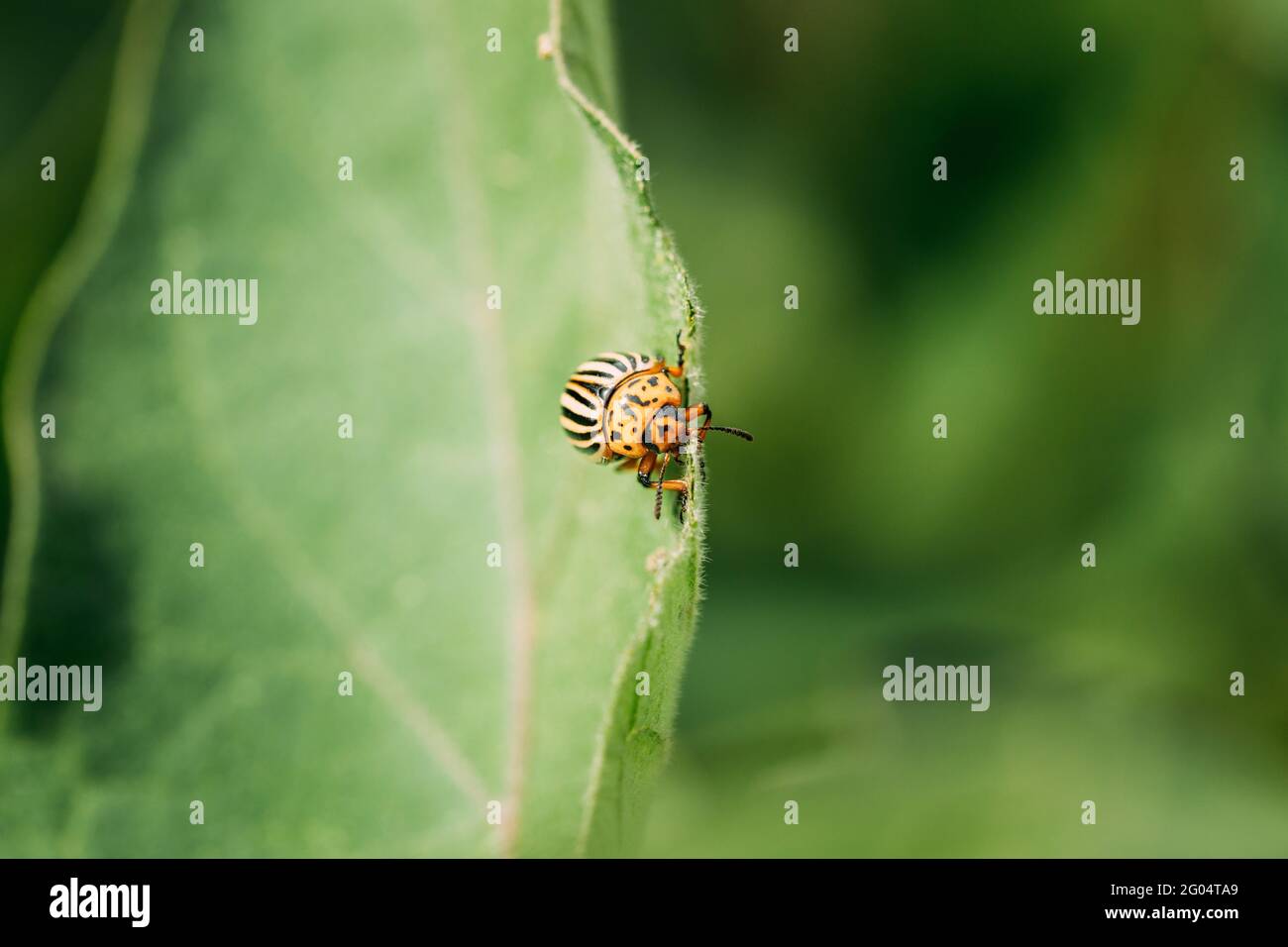 Colorado Striped Beetle - Leptinotarsa decemlineata. Questo Beetle è una peste seria di patate Foto Stock