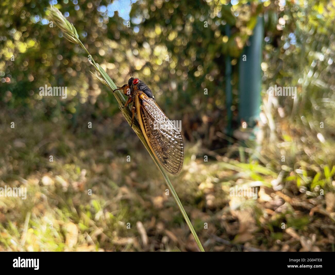 Closeup di una cicada faraone sull'erba in un campo sotto la luce del sole con uno sfondo sfocato Foto Stock