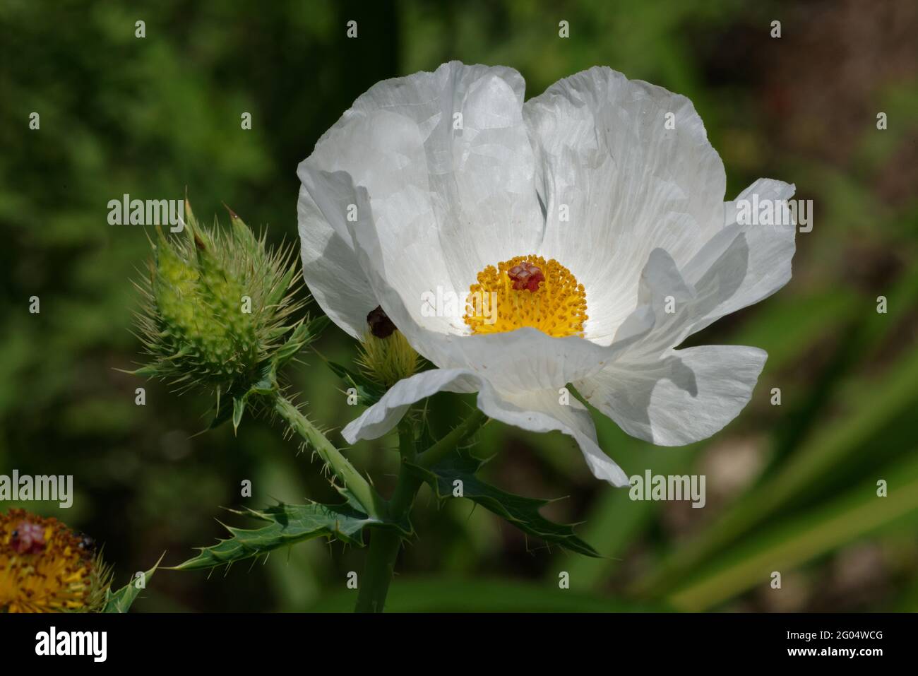 Poppy Poppy fiore Polly Foto Stock