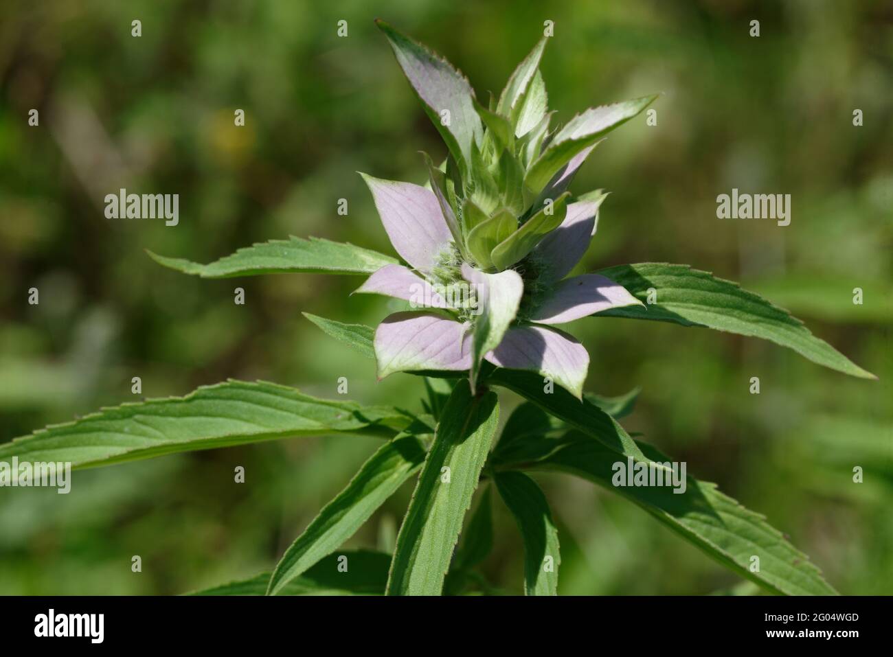 Beebalm macchiato Foto Stock