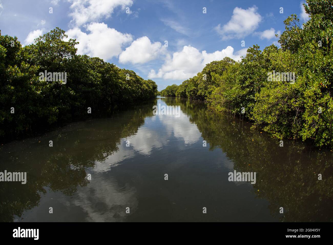 Uno stretto canale allagato dall'alta marea conduce attraverso una fiorente foresta di mangrovie a Yap, Micronesia. Mangrovie costeggiano la costa di questa isola. Foto Stock