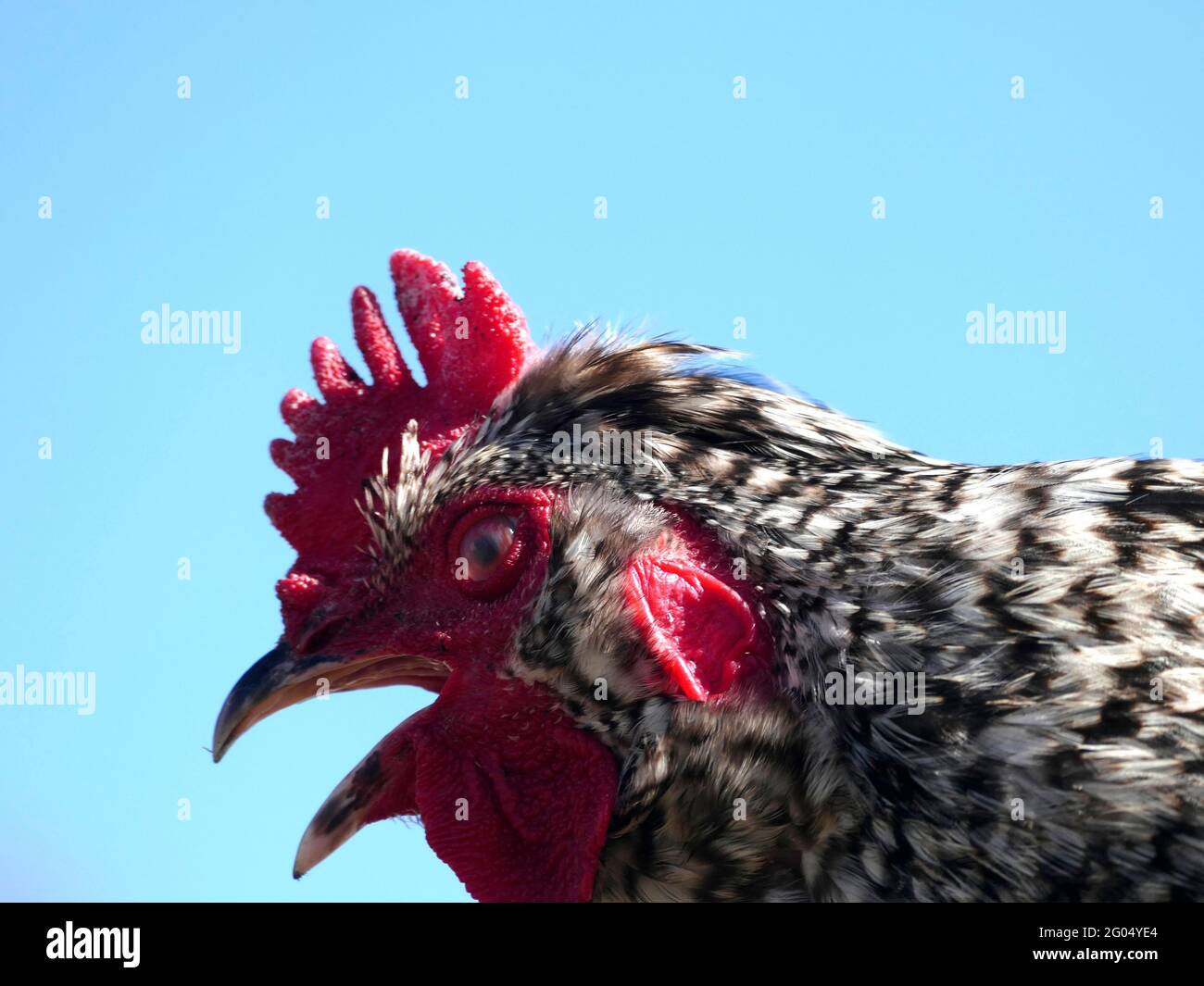Il profilo laterale di un Gallo dalla razza di pollo di Plymouth Rock con Copy Space Foto Stock