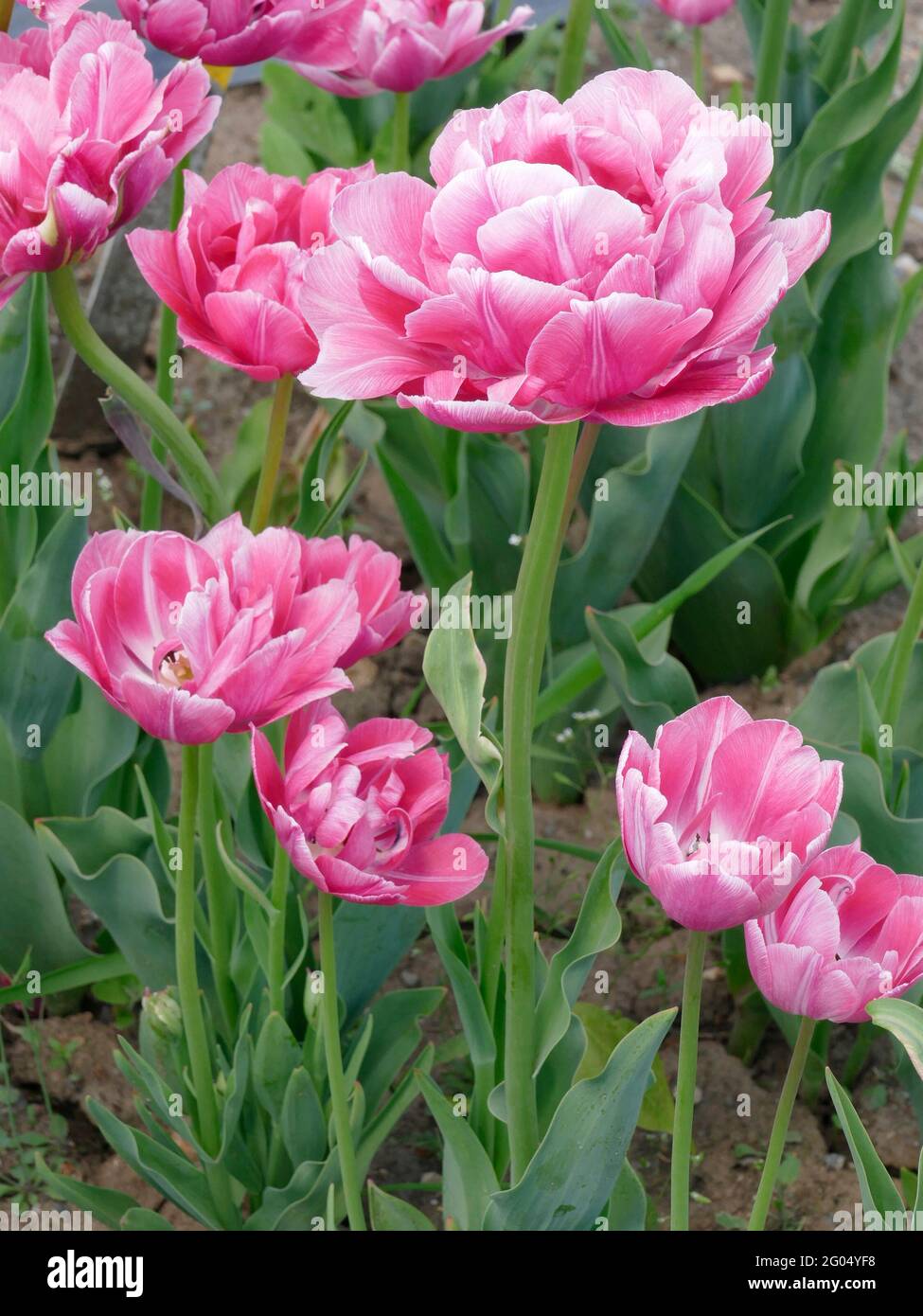 Tulipani Backpacker con petali doppi bianchi e rosa tenue in fiore Foto Stock