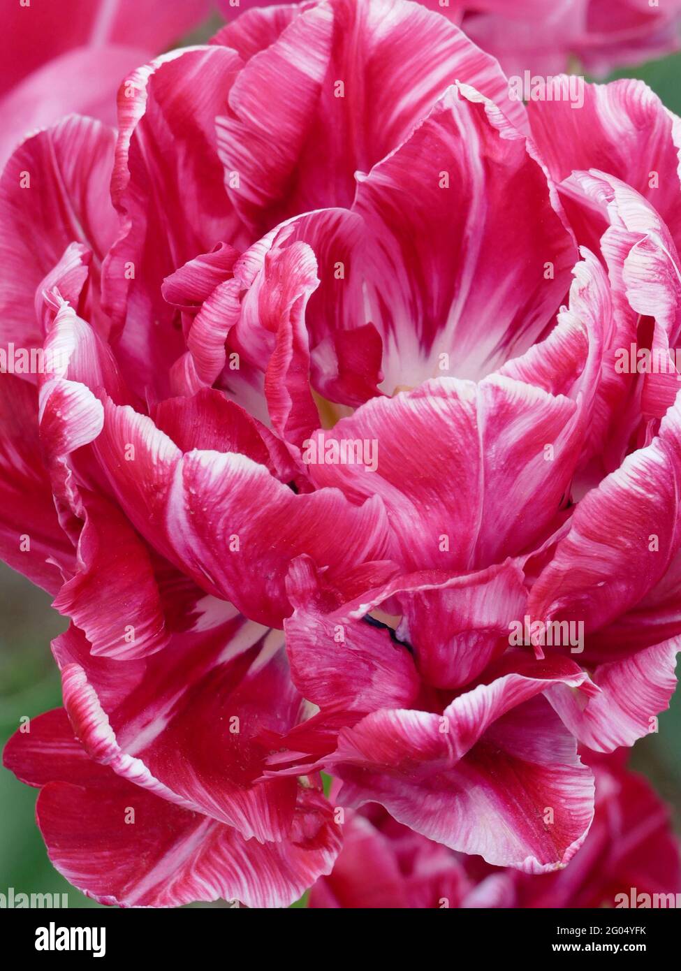 Tulipani Backpacker con petali doppi bianchi e rosa tenue in fiore Foto Stock