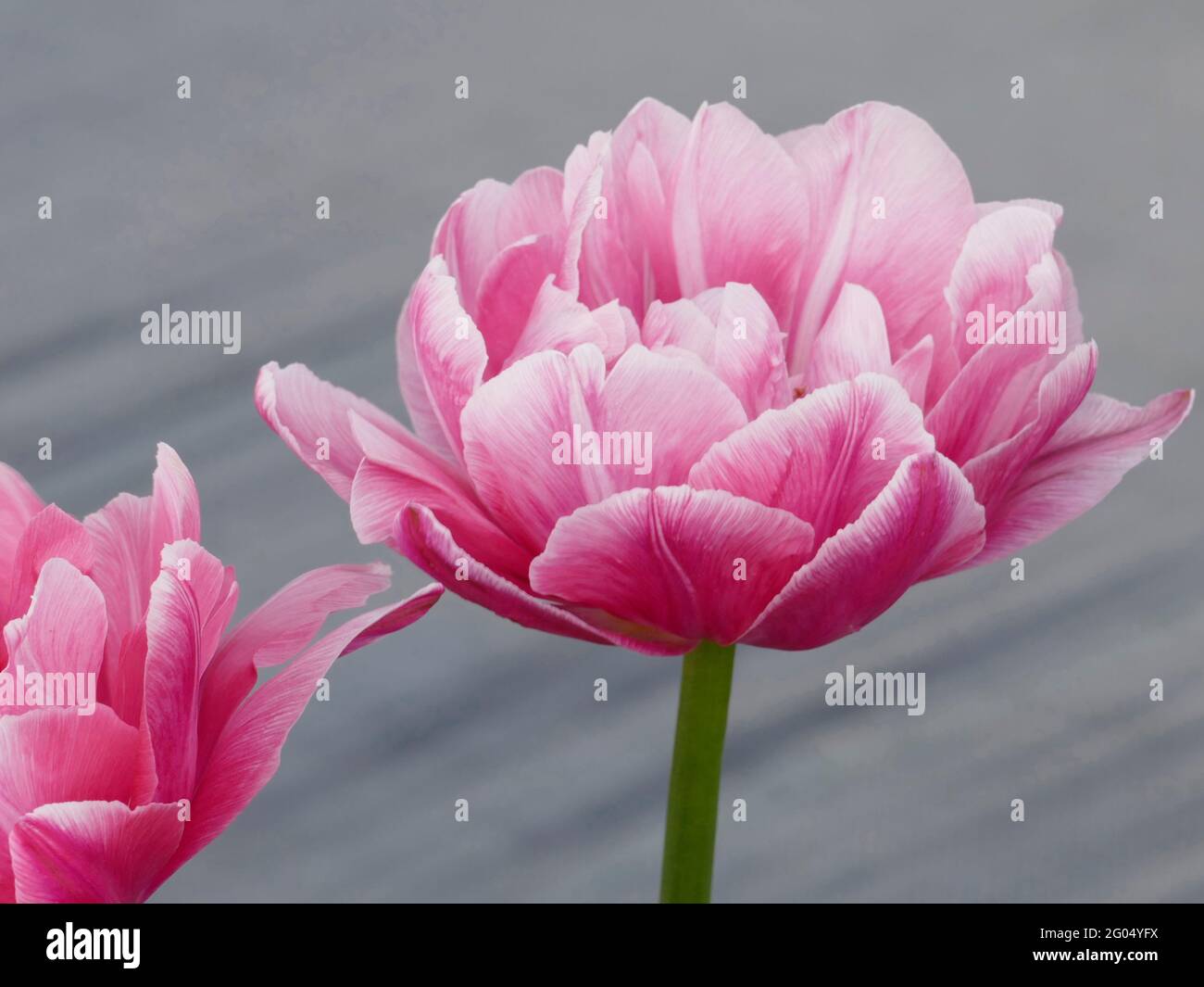 Tulipani Backpacker con petali doppi bianchi e rosa tenue in fiore Foto Stock