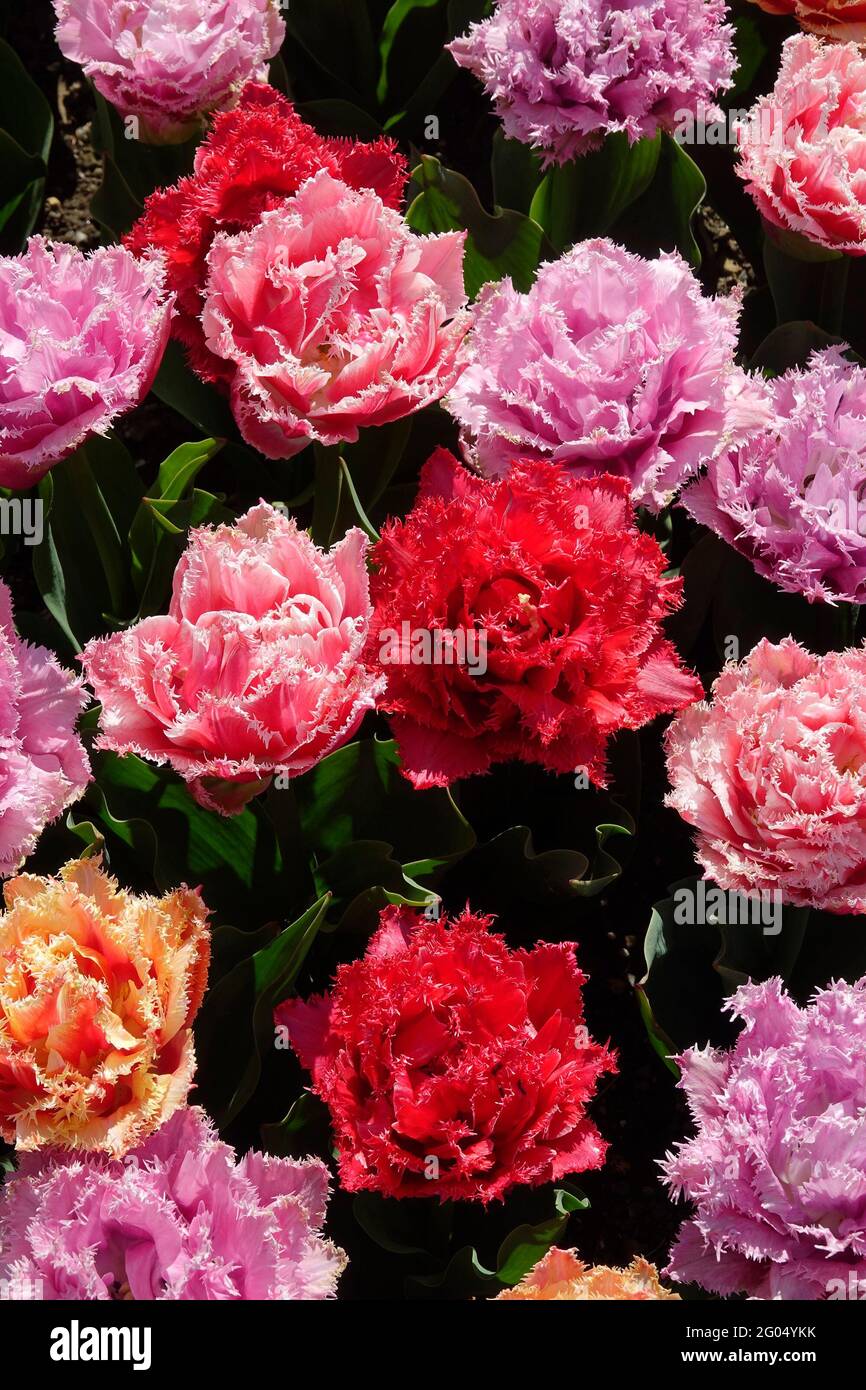 Colorati tulipani di Queenland viola e rosa con i tartufi sui petali doppi con bordi dentati e punte bianche Foto Stock