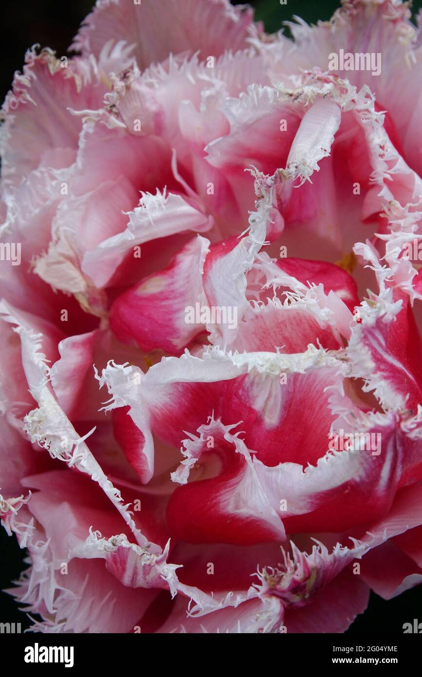 Tulipano di Queenland rosa con i tartufi sui petali doppi di bordi dentati e punte bianche Foto Stock