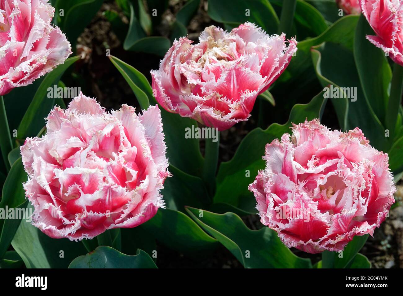 Tulipani rosa del Queenland con i tartufi sui petali doppi dei bordi dentati e delle punte bianche Foto Stock