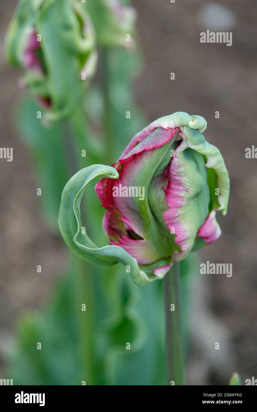 Un tulipano Viridiflora senza sbocche con petali verdi che espongono sotto petali Magenta Rosa profonda Foto Stock