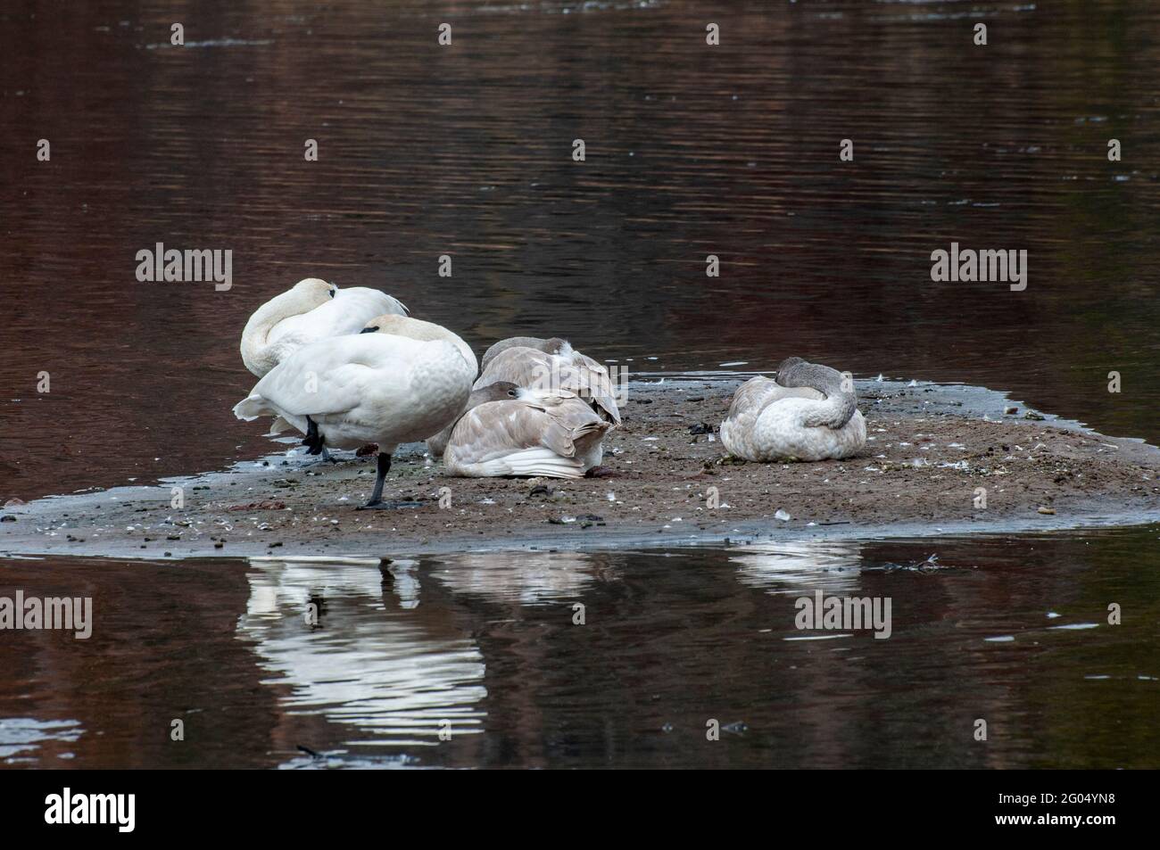 Vadnais Heights, Minnesota. Parco Regionale del Lago di Vadnais. Una famiglia di Trumpeter Swans; Cygnus buccinator che riposa su una piccola isola nel mezzo del Foto Stock