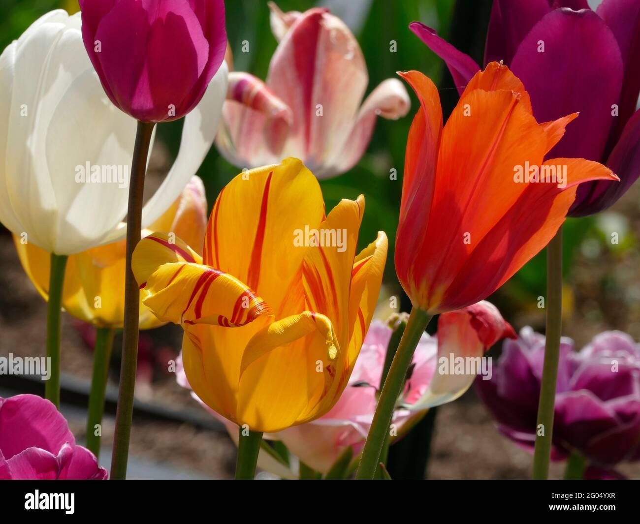 Una varietà colorata di stretch Metti i tulipani in un giardino con la  fiamma olimpica Eye Catching con i suoi petali gialli e rossi striati e la  ballerina arancione Foto stock -