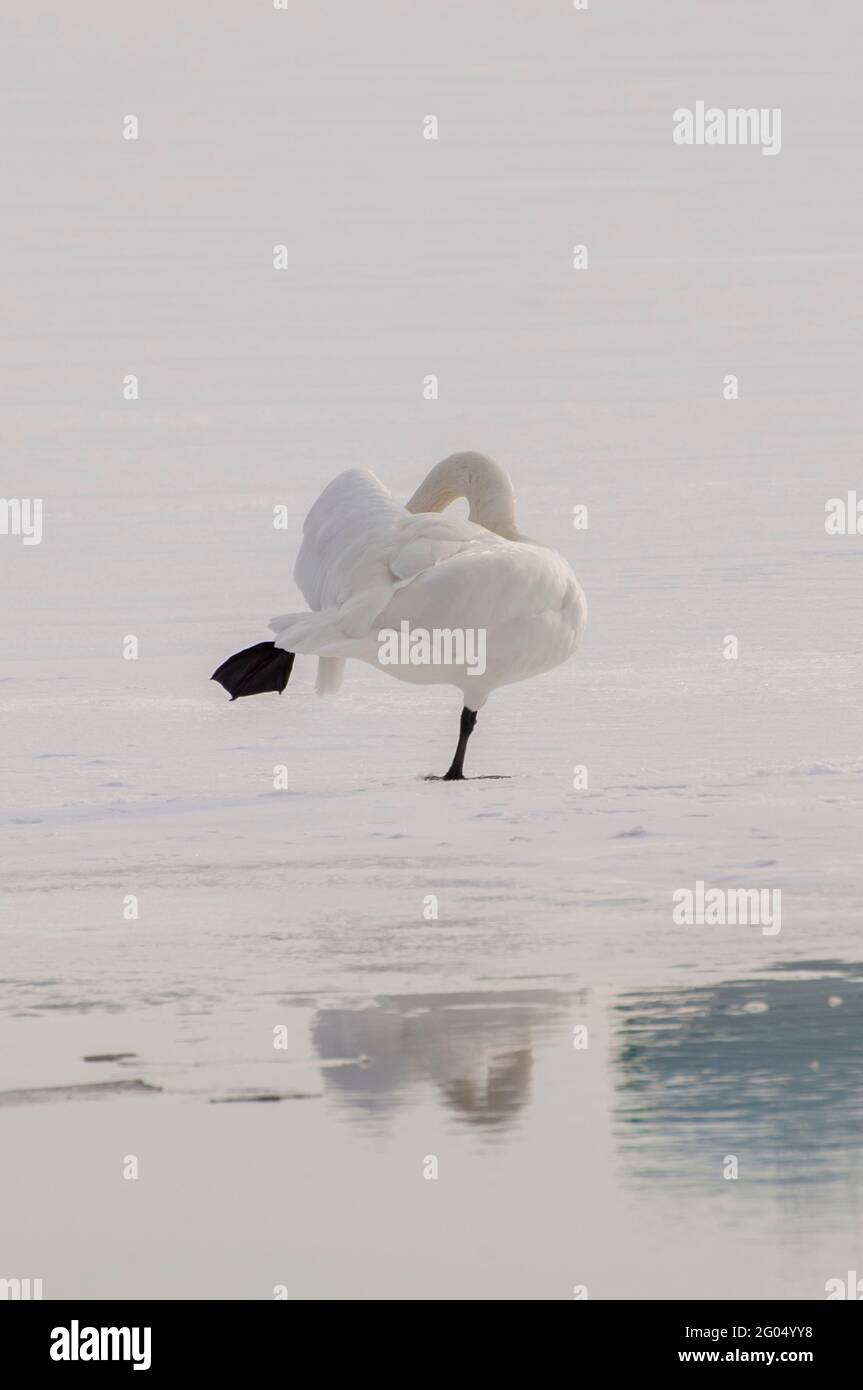 Vadnais Heights, Minnesota. Parco Regionale del Lago di Vadnais. Un Trumpeter Swan; Cygnus buccinator in piedi su una gamba sul lago ghiacciato. Foto Stock