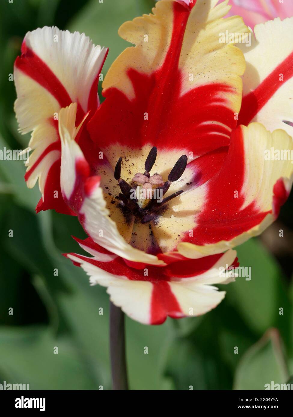 Un primo piano dell'impressionante tulipano di Parrot Estella Rijnveld con petali in piuma d'oca con striature bianche e rosse Foto Stock