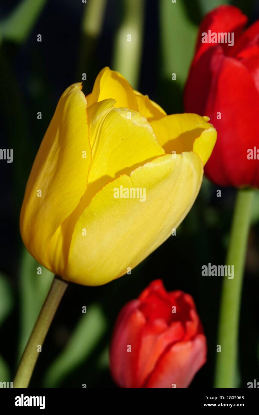Un tulipano di Triumph dell'Imperatore giallo radiante prende il Centrestage in questo giardino dei tulipani rossi di heartbreaker Foto Stock