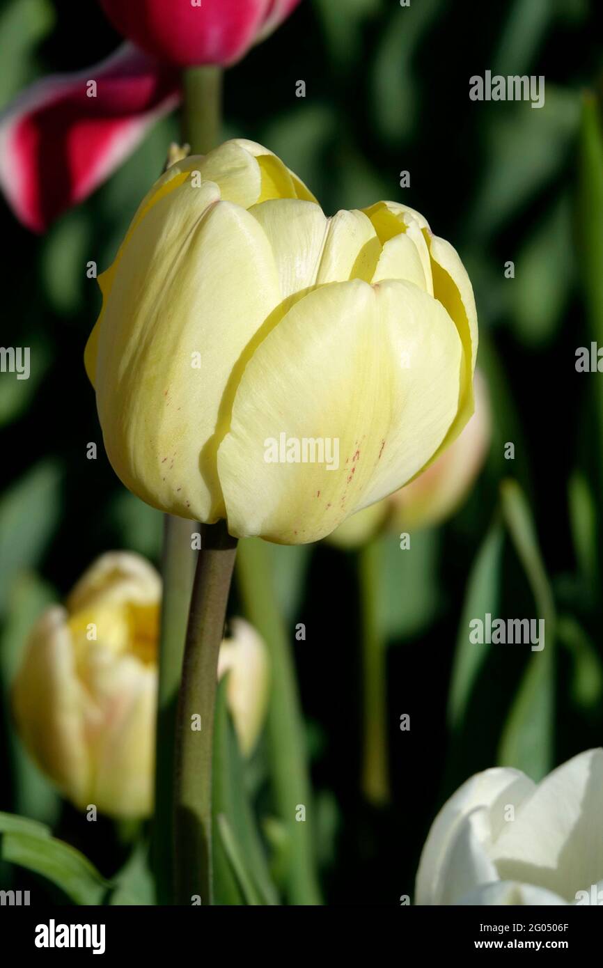 Tulipano Triumph giallo pluripremiato con petali gialli morbidi Foto Stock