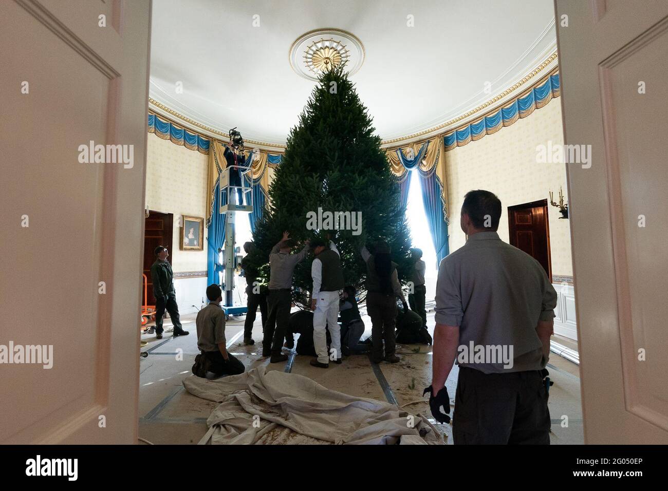 L'albero di Natale della Casa Bianca 2019 arriva lunedì 25 novembre 2019, ed è messo in su nella stanza blu della Casa Bianca. L'albero è stato cresciuto dalla famiglia Snyder da Mahantongo Valley Farms a Pitman, PA Foto Stock