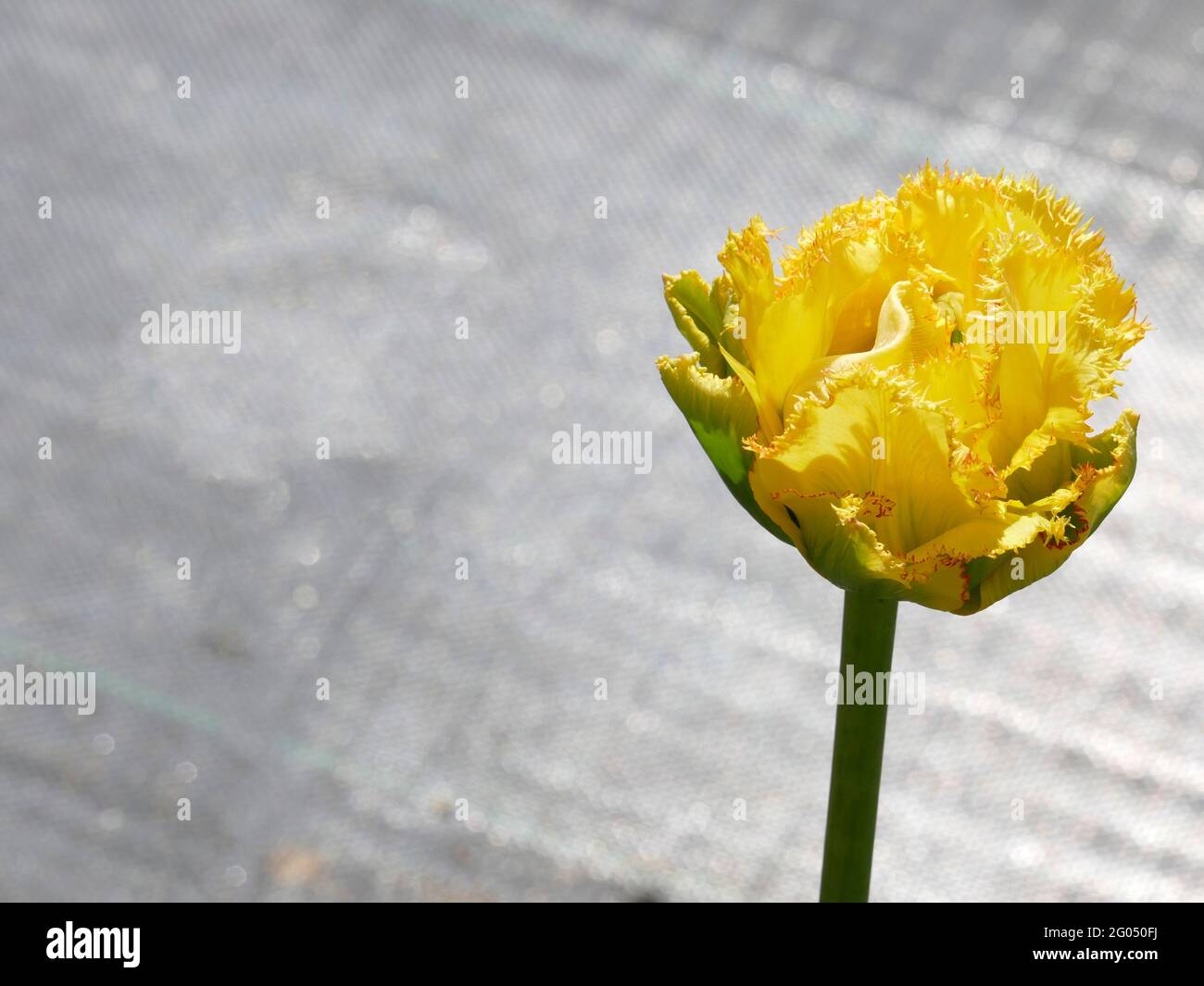 Tulipani Golden Gate con petali di colore giallo brillante e sfumature verdi alla base Foto Stock