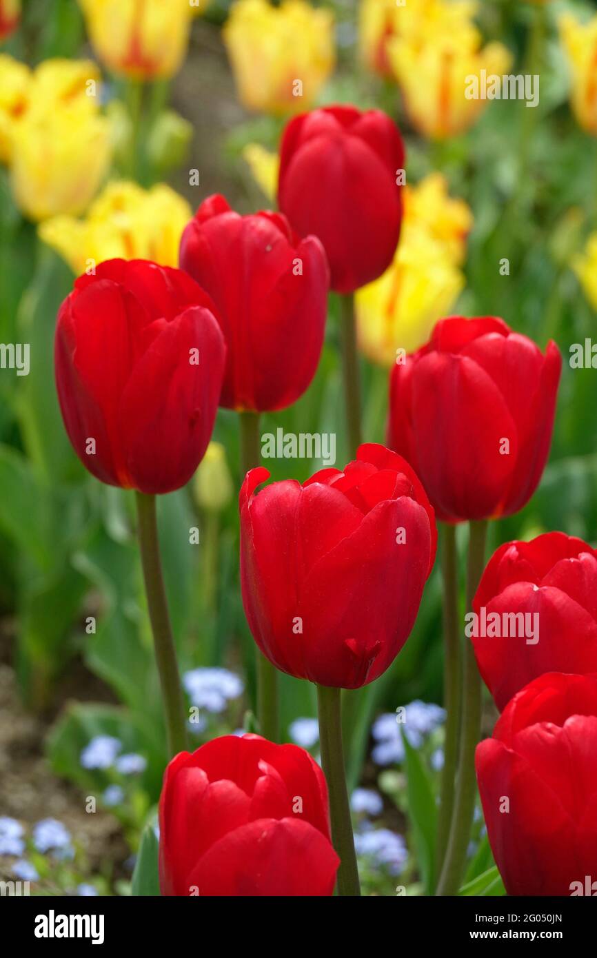 Tulipani heartbreaker rosso brillante e tall davanti ai tulipani clown del petalo del partito a strisce rosse e gialle Foto Stock