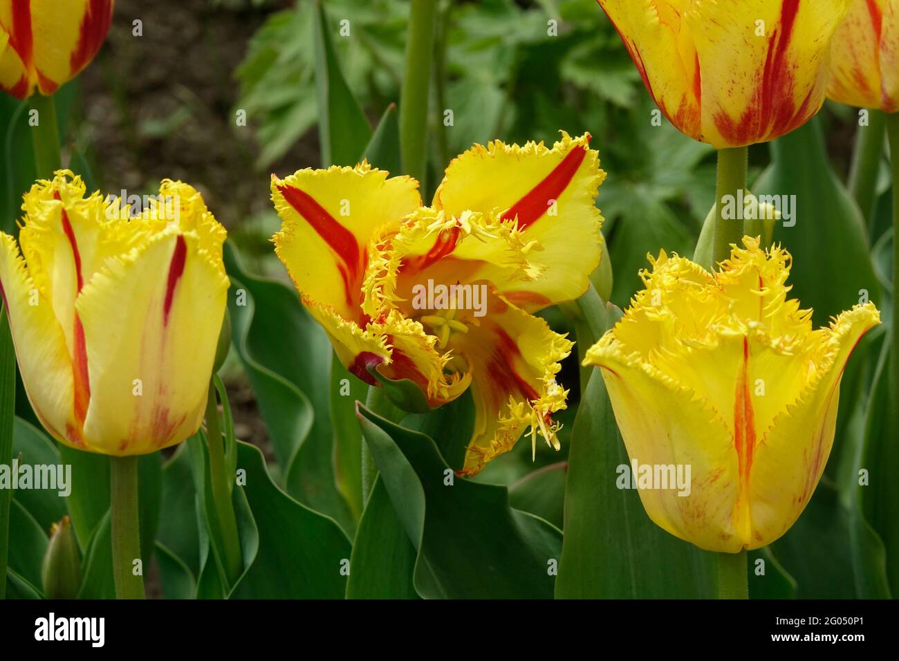 Tulipani di clown di partito con frange gialle con strisce rosse lungo i petali arricciati appuntiti Foto Stock